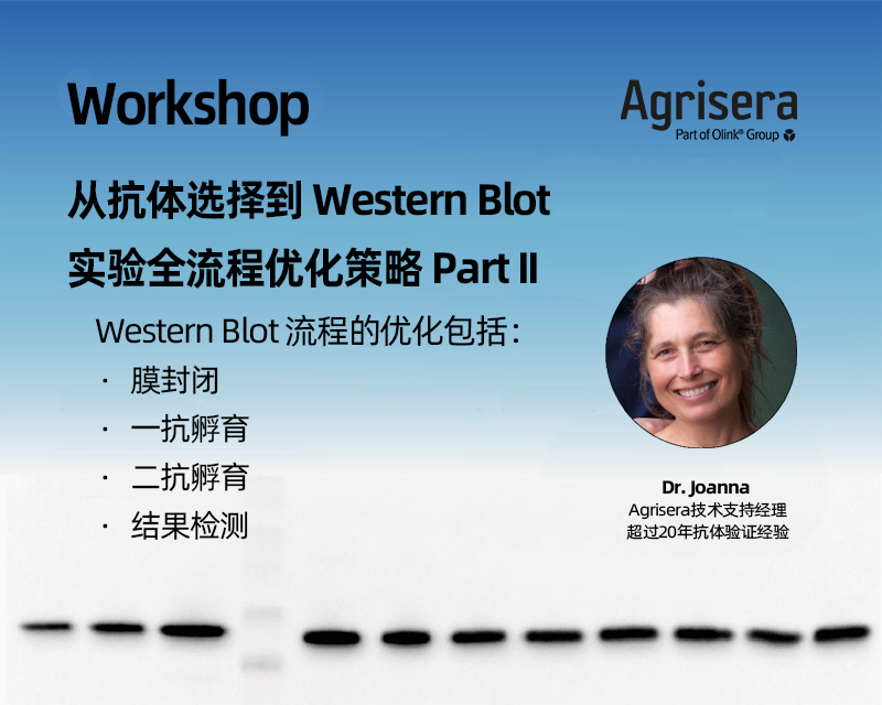 Agrisera Webinar Part II: Optimization of Western Blot Workflow Agrisera Webinar Part II: Optimization of Western Blot Workflow